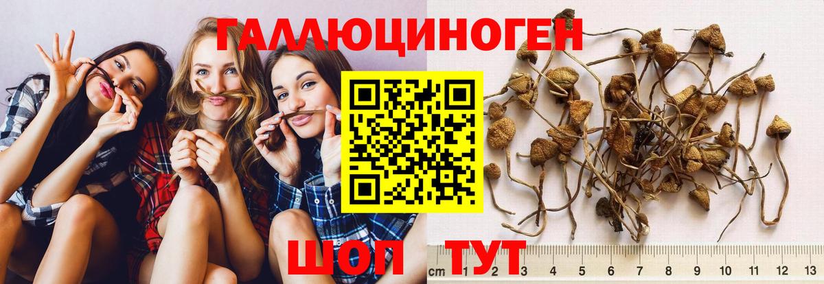 Псилоцибиновые грибы GOLDEN TEACHER  Вход с VPN  купить  цена  Чита 